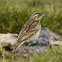 Mountain Pipit